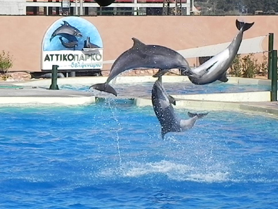 Αττικό Πάρκο: Απαγορεύτηκαν με διαταγή δικαστηρίου οι παραστάσεις με τα δελφίνια