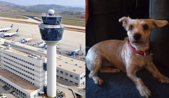 Dog Lost at Athens Airport Desperately Seeks Owner